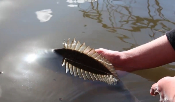 Video: Timeline – A Paean to Fishing